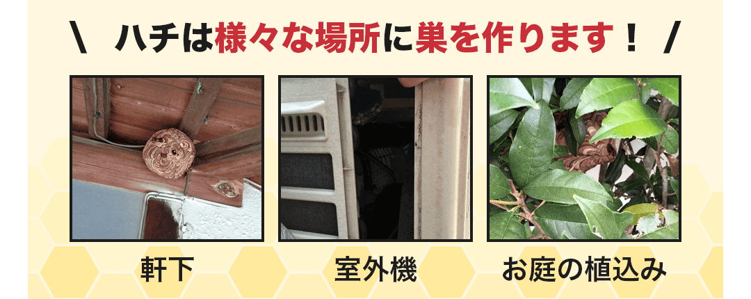 ハチは様々な場所に巣を作ります!