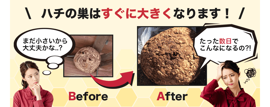 ハチの巣はすぐに大きくなります!