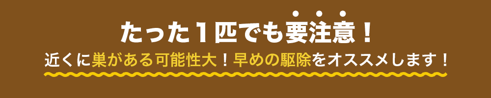 たった一匹でも要注意!