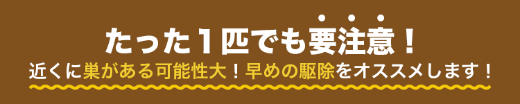 たった一匹でも要注意!